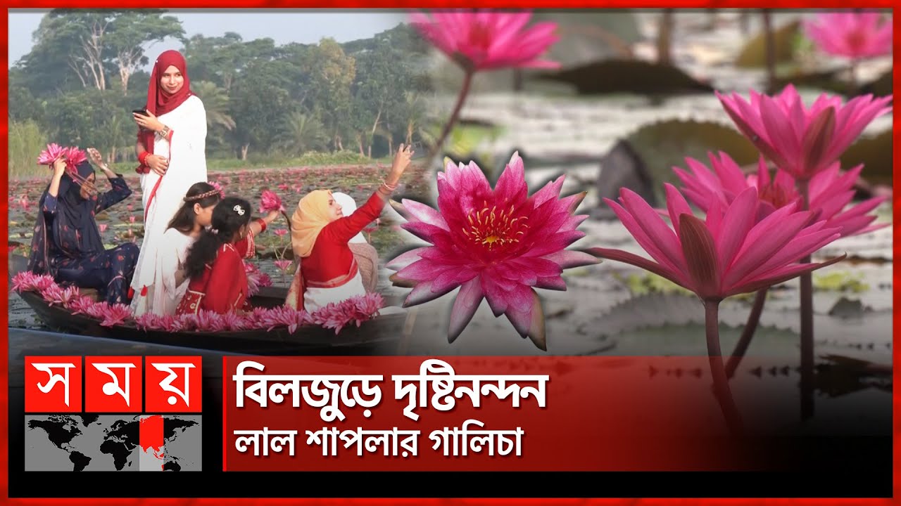 শাপলার স্বর্গরাজ্য বরিশালের সাতলা বিল | Satla Bil | Water lilies | Shapla | Somoy National