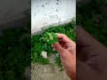 😀🤗 sone unexpected always happens #nature #beauty #flowers #vlog #livingwithnature