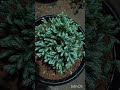 Himalayan Blue Pine office & indoor decoration plant 🌵🌵🌵 @ SA _ GARDEN