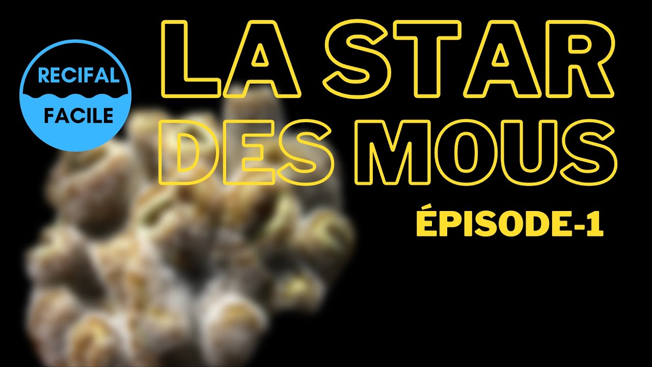 Ce Corail est la Star des Mous.