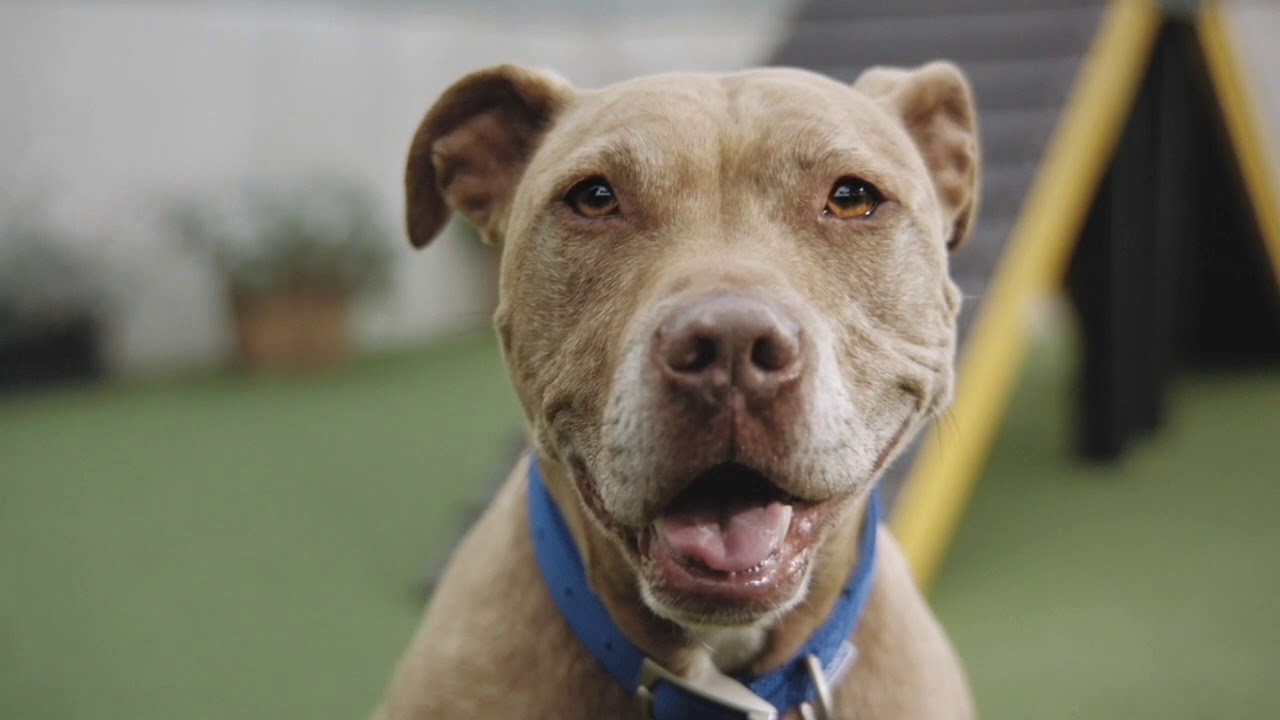 Do Battersea Put Dogs Down