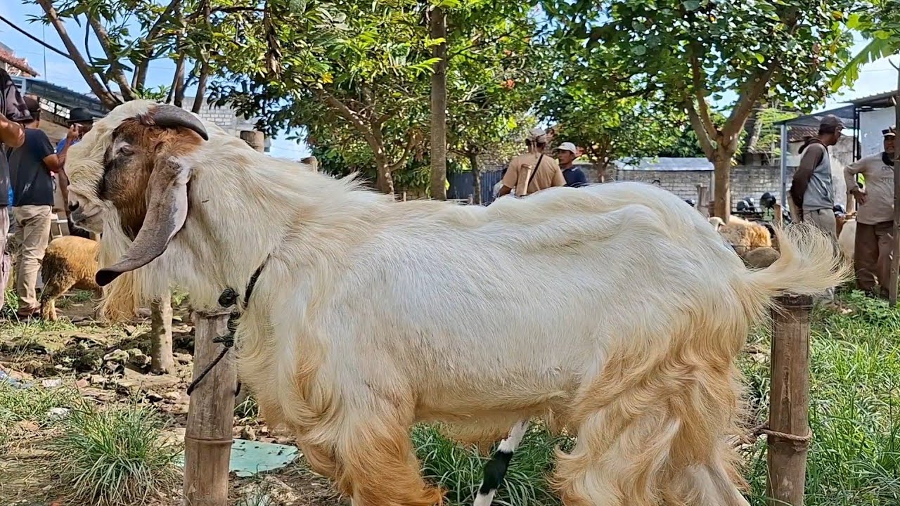 1 juta✅️PEJANTAN TANGGUH||musim harga murah||pasar kambing merakurak tuban jatim