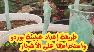 طريقة إعداد عجينة ومحلول بوردو واستخدامها على الأشجار 🌱