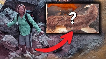 She Found a Fossil From 444 Million Years Ago—But It Was Inside Out