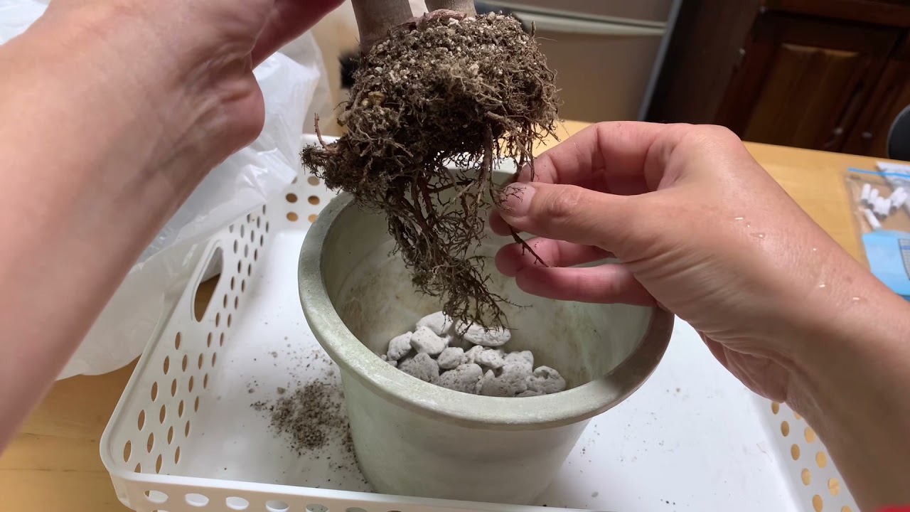 金のなる木を植え替えます 多肉植物 視覚障害者のガーデニング日記 Youtube