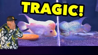 Breeding Flowerhorn GOES BAD!