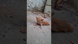 Newborn Kitten Can’t Walk Yet 😿 #shorts #shortsfeed