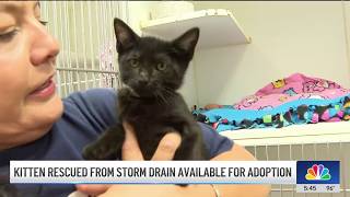 Stormy the kitten up for adoption after drain rescue