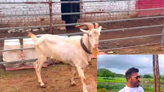 Sanen Goat Kids Available At Md Goat Farm And Palai Also Open Give Your Goat At Md For Incredible Wt