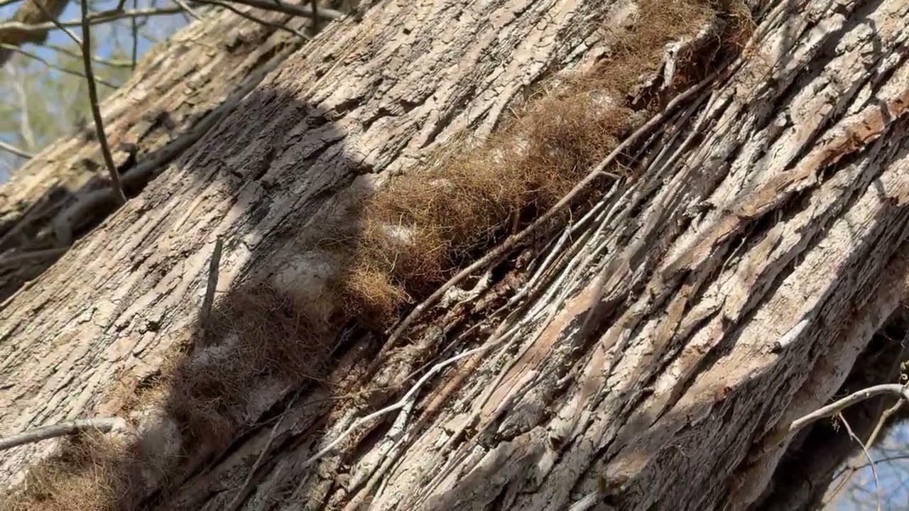 LETS TAKE A WALK ABOUT!#homestead #chickens #dogs #tractors 