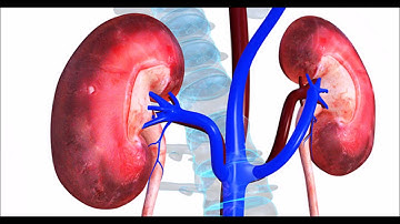 Invertebrate Nervous System