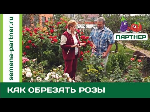 ОБРЕЗКА РОЗ-КАК ПРАВИЛЬНО???