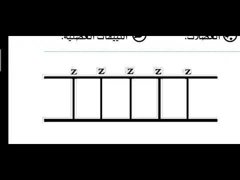 1 حل سؤال من كتاب اكتشف الفائز 2026 عن العضلات أ محمد الرفاعى ذكى