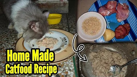 Video 6256471: best persian cat food, cats catfood, healthy cat food