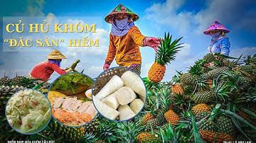 Củ hủ khóm "đặc sản" hiếm của người Hậu Giang| Truyền hình Hậu Giang