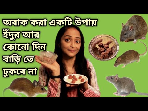 ভিডিও: ইঁদুর কি একাধিক মুস?