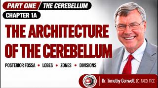 Cerebellum Anatomy: Lobes, Zones & Functional Divisions | Neuroanatomy