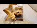 マタタビでぶっ壊れた子猫 マタタビでぶっ壊れた子猫