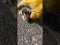 危険な道路で出会った小さな生き物