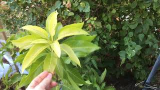 Don't Make This Mistake When Growing Mango Trees in Arizona