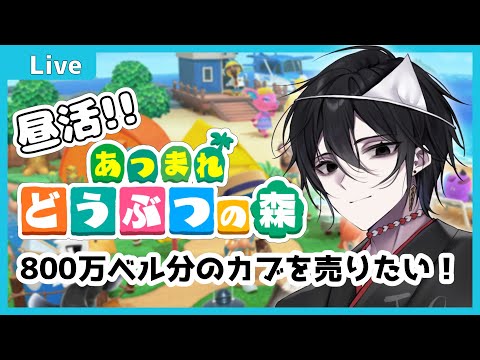 【 #あつまれどうぶつの森  】お昼あつもり！~800万ベルのカブを売りさばきたい~【#昼活】