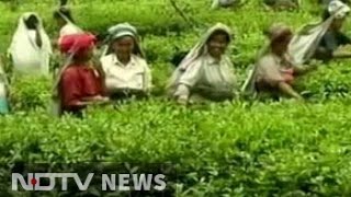 Always Paid In Cash Bengal Tea Garden Workers Open First Bank Accounts