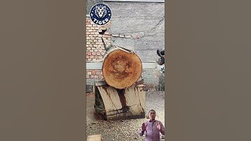 Chainsaw Machines For Cutting Trees #shorts #chainsawman