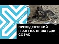 Волонтёрский центр для помощи бездомным животным построят в Хабаровске