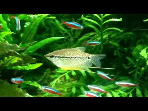 Video: Hoe Herken Je Een Mannelijke Gourami Van Een Vrouw?