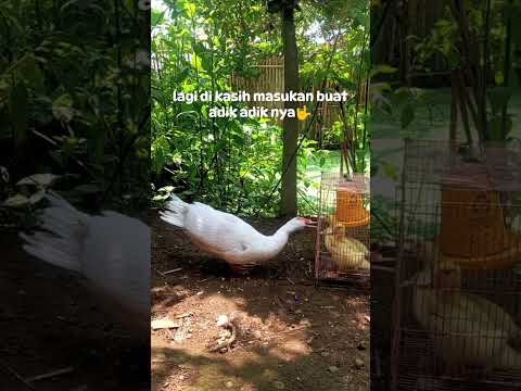 gdtoto x jago toto 4d - lagi di kasih arahan dan masukan dari sang kaka 🤣 #trending #entokjumbo #shorts #viralvideo