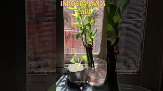 2 Best indoor plants Care 🌿🪴| #plants #plantlover #indoorplants #homedecor #home #youtubeshorts