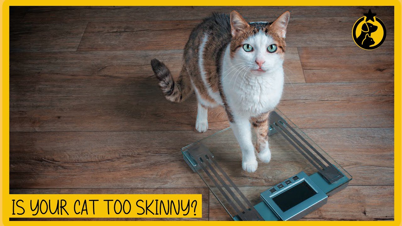 Is My Cat Too Skinny? How To Tell If Your Cat Is Underweight - YouTube