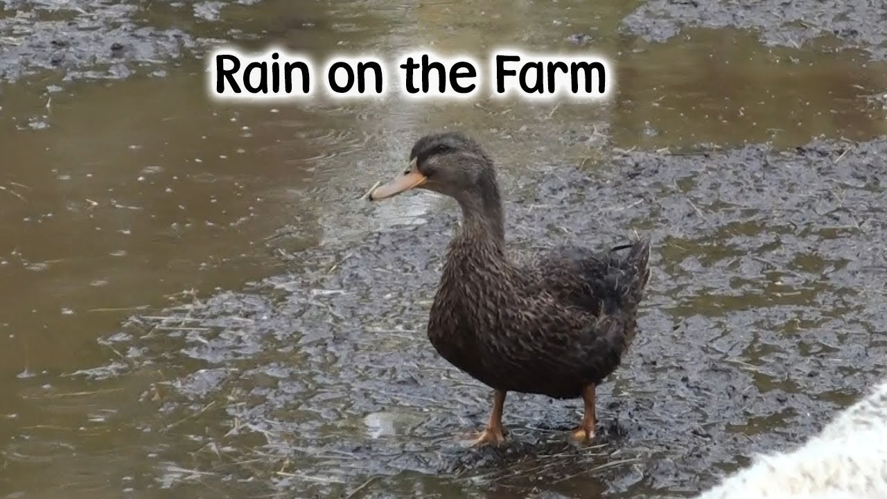 Rain on the Farm