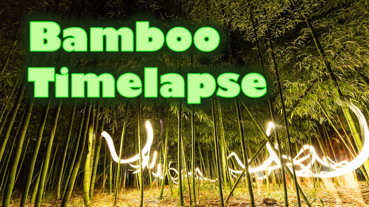 Bamboo Timelapse 57 days YouTube
