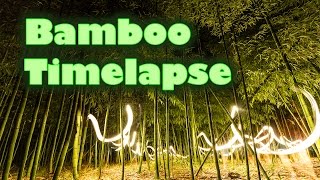 Bamboo Timelapse | 57 days