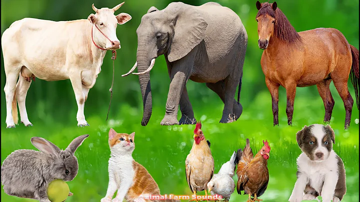 Cute Animals: Sheep, Goat, Cow, Chicken, Rabbit, Pig, Duck, Buffalo & Parrot – Lovely Animal Video