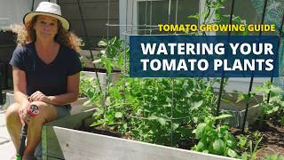 How To Water Your Tomato Plants | Tomato Growing Guide: Part 4