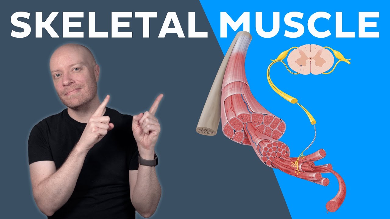Skeletal muscle anatomy: Layers, structure and quiz - YouTube