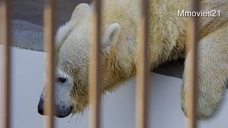 あ〜水抜かないで〜止めようとするララ〜Polar Bears