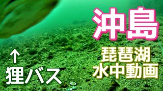 【琵琶湖の水中動画】沖島北端はタヌキのようなブラックバスが居る説