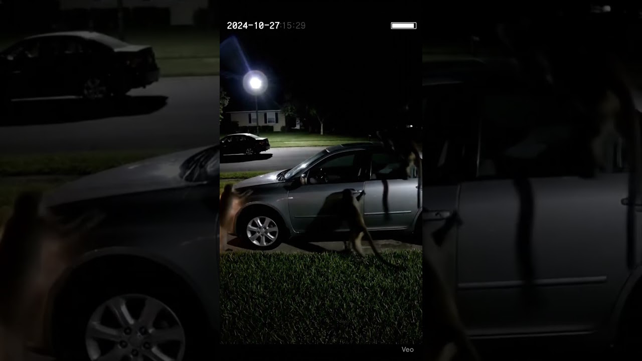 Monkeys Caught on CCTV Stealing a Car