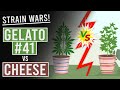 Cheese vs gelato 41 strain wars