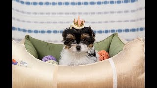 Щенок бивера / купить щенка / купить бивер Щенок бивера / купить щенка / купить бивер