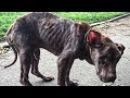 Pitbull Gets Rescued And Given A New Life After Being Neglected And Abused For Nearly A Lifetime