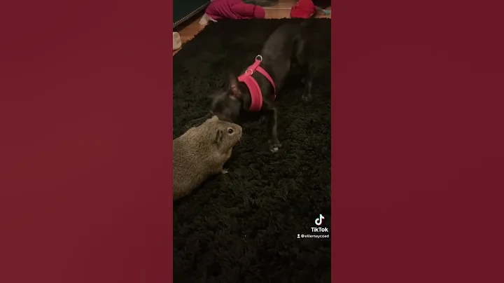 Elli and peanut