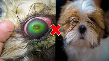 Como saber se o olho do cachorro furou?