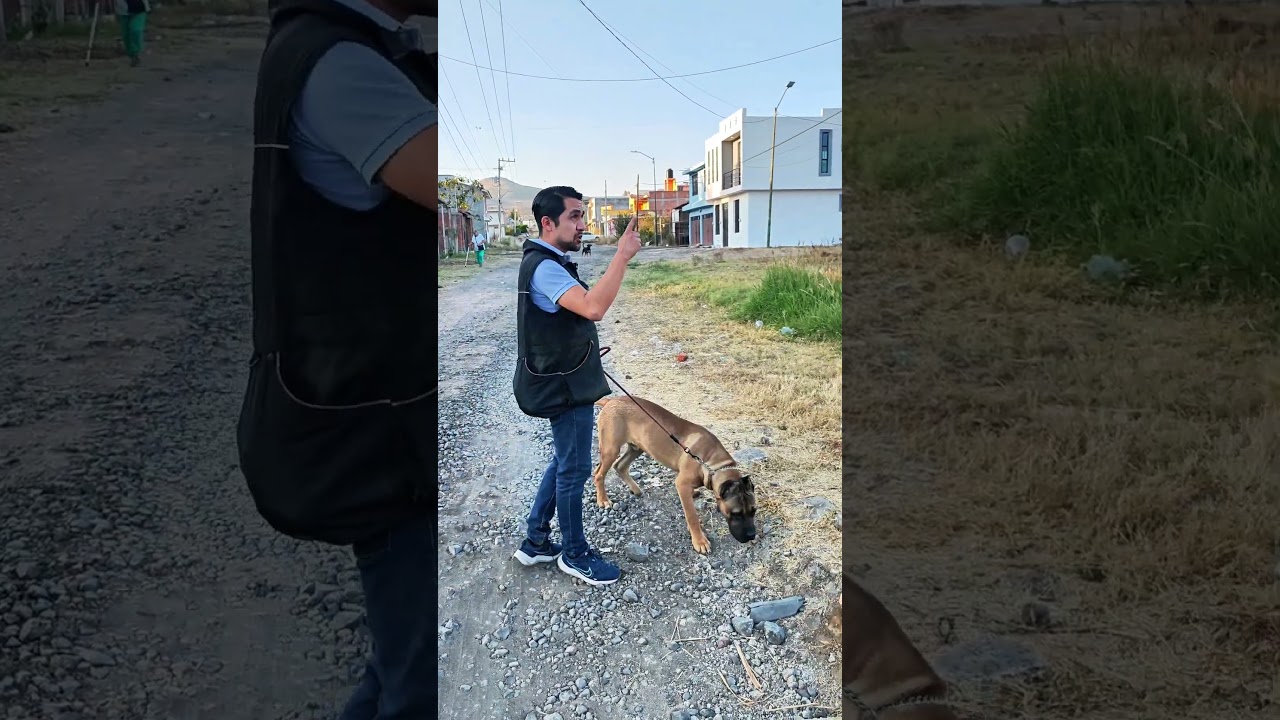 Chihuahueños encaran a Cane Corso 😱 ¿Cómo manejar perros sueltos?🐶 