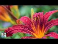 Beautiful Flowers ~ Planet Earth Amazing Nature Scenery &amp; The Best Relax Music • 3 HOURS