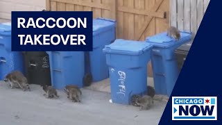 Raccoons take over Rogers Park alley | ChicagoNOW