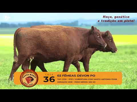 LOTE 36 - 2 FÊMEAS DEVON